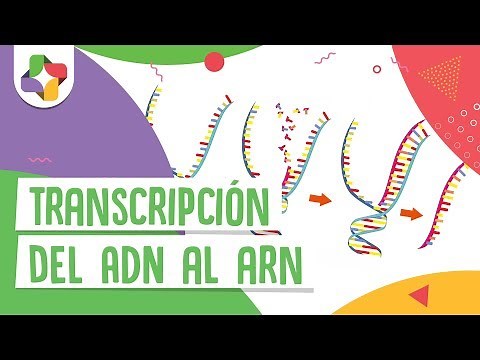 Transcripción del ADN al ARN - Educatina