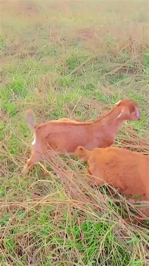 vilagelife #yuo tube short #nature #शॉर्टवीडियो