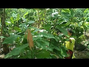Cacao formative pruning/Tipping for dominant branches...