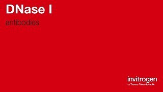 Anti-DNase I Antibodies | Invitrogen