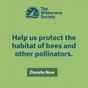 715 reactions · 149 shares | Habitat loss and widespread use of pesticides are killing bees and butterflies at an alarming rate. If these pollinators die off, plants and animals that rely on them will face extinction too. Help protect pollinators and wildlife that depend on them—donate to The Wilderness Society to protect more nature on public lands! | The Wilderness Society | Facebook