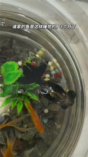 A Sleepy Goldfish's Flat Adventure