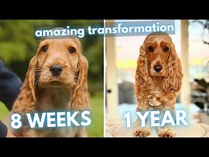 Golden Cocker Spaniel Puppy to Dog Transformation (8 Weeks to 1 Year)