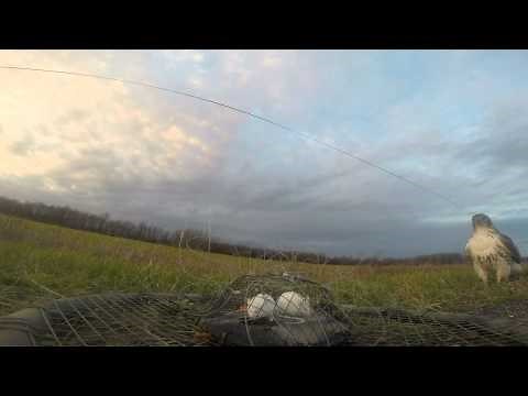 Gopro:Trapping the Red-tailed Hawk
