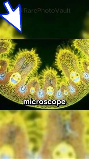 Rare Photos Captured at Moments the Camera Was in the Perfect Place 😱📸