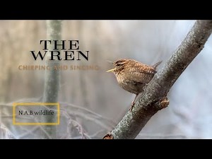 Very loud wren singing and chirping in the forest