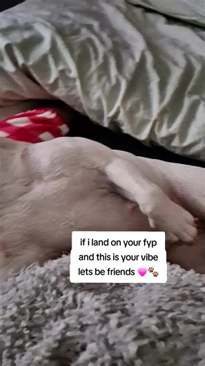 drop your cute chill dog pics in the comments, we will follow you 💗🐾 #chilldog #teamworktrends #teamwork #cutedogsoftiktok #dogmoms