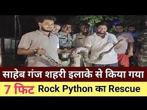 Rescue Rock Python , Sahebganj./news/jharkhandnews/biharnews/jjnewsjharkhand/