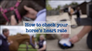 11 reactions | Your horse’s resting heart rate should range from 30 to 40 beats per minute and is a good indicator of their health. A horse that is in discomfort, for example, could have an increased heart rate. In this video vets Juliette and Gil discuss the best methods to take your horse’s pulse. | Petplan Equine | Facebook