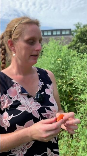 Why do Tomatoes Split or Crack?