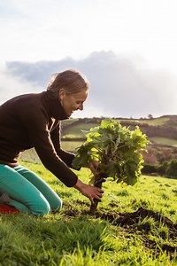 Foraging Burdock Roots - Wild Walks Southwest