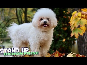 7 Things You Need to Know BEFORE Getting a Bichon Frise!