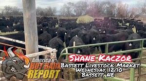 Massive sale coming up in Cow Town! Join Shane and the crew live online at CattleUSA.com! | Hot Barn Report