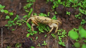 Closeup shot of a land crab walking on the muddy soil during the rain at Sahyadri hills in Saputara in Gujarat, India. Land crab on the hills of the western ghats during the monsoon season in India