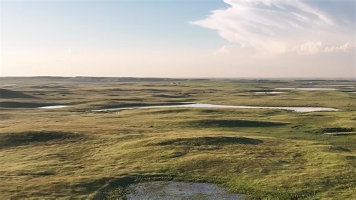 Before human settlement, the Prairie Pothole Region was a vastly different landscape. A little-known fact is that major nest predators, such as raccoons, did not exist in the region before the 1950s. The expansion of human settlement, especially homesteading, which began in the late 1800s, led to an increase in mid-sized predator populations once the settlers abandoned their homes and consolidated their farms into larger parcels. This change created ideal denning locations that provided these pr
