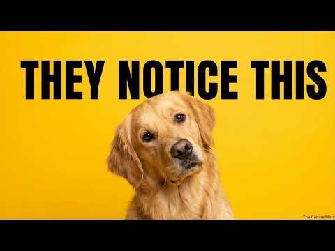 Dog Psychology | The Moment Your Dog Starts Trusting You Less — And You Don’t See It