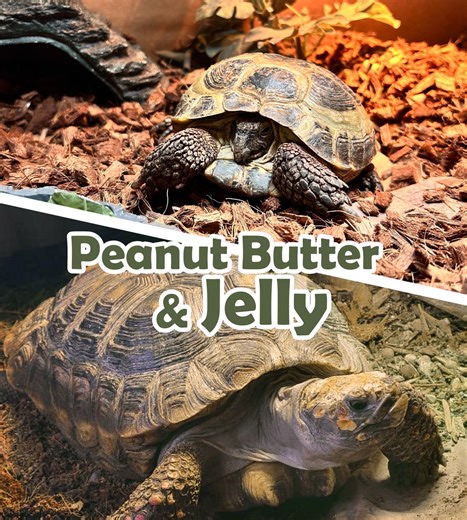 Herp Habitat Rescue & Sanctuary | WE NEED YOUR HELP! Yesterday we welcomed our two newest residents, Peanut Butter the russian tortoise and Jelly the red-footed tortoise.... | Instagram