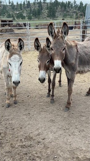 These Wild Burros Are So Curious!