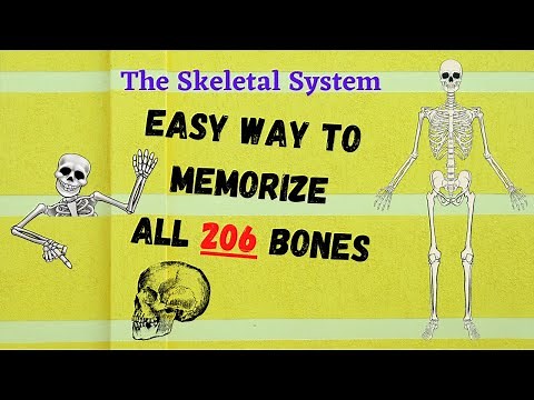 Want to know the Easy way to memorize all 206 bones? The Skeletal structure.