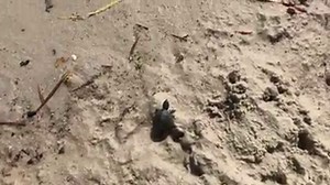 1.7K views · 59 reactions | Our boat dock attendant found this cute little common musk turtle. Some fish were beating up on him at the dock so we moved him to a different spot on the lake. | Pennyrile Forest State Resort Park | Facebook