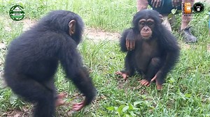 438K views · 10K reactions | The first time our latest rescue has...