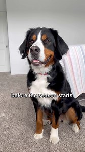 503K views · 12K reactions | Derek is ready for football season Jason Banks Comedy #jasonbankscomedy #derek #baneandbrue #bernesemountaindog | grizzly.bane | Facebook