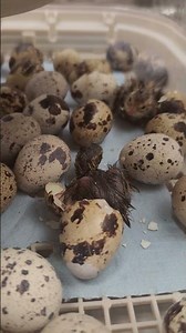 baby quail hatching