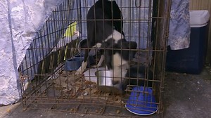 1M views · 10K reactions | Without an owner's consent, there is only so much that can be done. #PitBullsandParolees | Pit Bulls and Parolees | Facebook