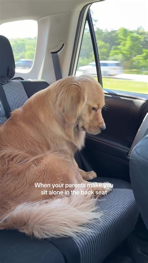 Golden Retrievers and Back Seat Drama