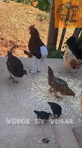 368K views · 1K reactions | Tamil comedy dubbing part 347 | #funnyanimals 殺 laughter therapy ❤️ | Voice by vimal | Facebook