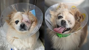 Victoria SPCA seeks donations for dog that lost eye in fight
