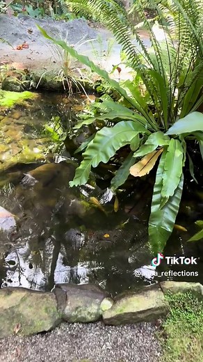 aqua_reflections on TikTok