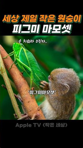 The world's smallest monkey's timid hunting method lol