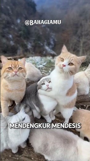 kitten ucu 😍#cute #cat