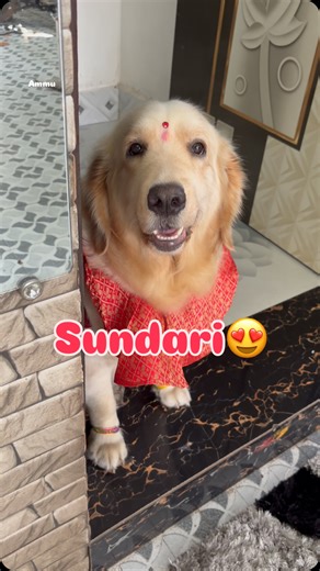 Ammu on Instagram: "Sundari😍 #ammu #goldenretriever #viral #doglover #dog #cute #pet"