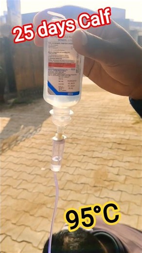 Winter stress 😬 Treatment in Calf #diarrhea #weakness #onduty #immunitybooster #veterinarian