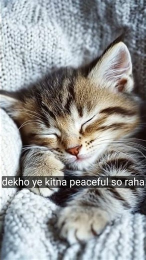 Cute but dangerous” 😼#viral #viralshorts #shortquotes #subscribetomychannel #likeandsubscribe