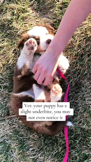 The slightest 😂🐶 #funnydogsoftiktok #dogmomlife #funnydogvideo #underbite #ymca