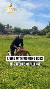 3.2K views · 47 reactions | Living with Working Dogs Dog development is constant problem solving. A small mistake can cost you big, but the smallest adjustment can create massive improvement. Dave breaks down this current challenge. Updates to come soon. #melbournedogs #dogtrainer #dogtraining #malinios #doglovers #dogsport #workingdog #westfootscray #puppytraining #rottweiler #rehomeddog #doglovers #prodogfam #glenwaverley #gsd #kelpie | Pro Dog Training | Facebook