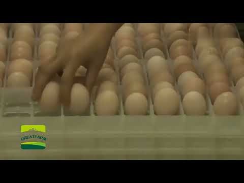 Incubator 1000 Eggs Incubators Hatching Eggs Incubators Fully Automatic Large Industrial Incubator