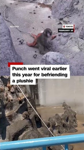 Costumed intruder jumps into Punch’s enclosure
