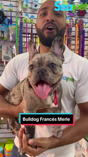 Bulldog Francés Merle: Características, Colores y Cuidados