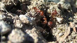 Amazon ants at their entrance with Formica ants as slaves