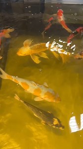 Learn about butterfly koi! 🎏🦋#koi #koifish #butterfly #fin #pond #facts #learn #teach #animals Greg Wittstock the Pond Guy Ed Beaulieu The Pond Professor | Aquascape Pond Shop