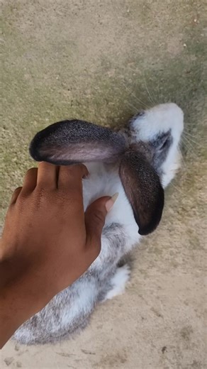 5 months old Dutch female rabbit here in Magboro Ogun State. #therabbitguy #fyp
