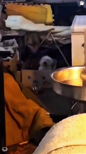 Hilarious Dancing Dogs That Will Make You Smile