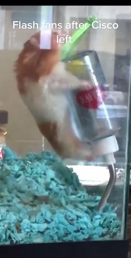 #Follow if you like the Flash