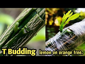 Lemon 🍋 Graft on Orange 🍊 Tree // T Budding Grafting // How to Graft Citrus Plant.