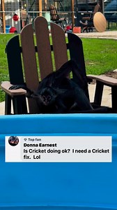 185K views · 9.2K reactions | Cricket is doing better. Yesterday she did not play or get down at all and today she is | Our Life Adventures | Facebook
