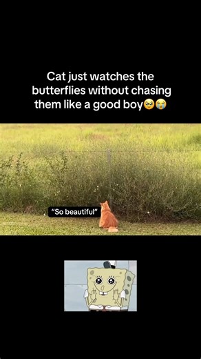 Polite cat🥹 #fyp #viral #animals #cat #cats #cute #nature #aww #butterfly #wholesome #fypシ #ytshort